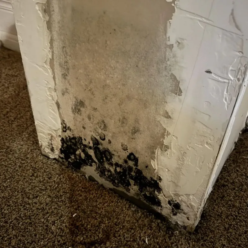 Professional Mold Removal in McConnellsburg, PA